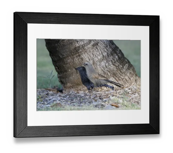 Framed Print : Apostlebird (Struthidea cinerea) adult, standing on ground beside palm tree trunk, Queensland, Australia, October Framed Print : Apostlebird (Struthidea cinerea) adult, standing on ground beside palm tree trunk, Queensland, Australia, October