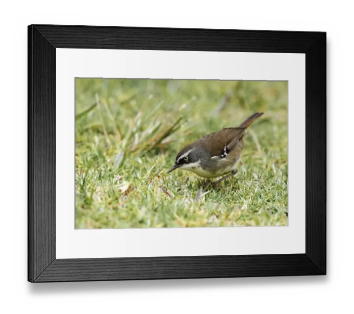 Framed Print : White-browed Scrubwren (Sericornis frontalis) adult, foraging on short grass, Green Mountain, Lamington N. P Framed Print : White-browed Scrubwren (Sericornis frontalis) adult, foraging on short grass, Green Mountain, Lamington N. P