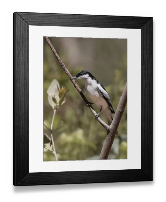 Framed Print : White-winged Triller (Lalage tricolor) adult male, breeding plumage, perched on twig, Uluru-Kata Tjuta N. P