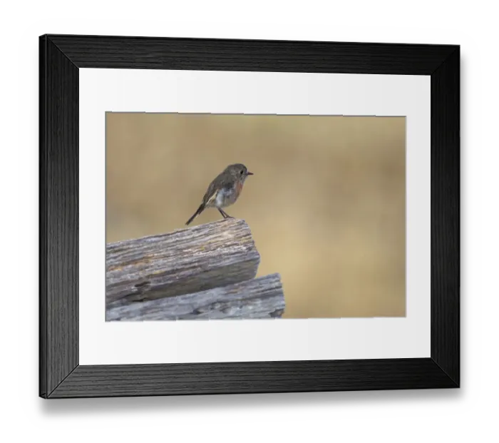 Framed Print : Scarlet Robin (Petroica boodang) adult female, perched on stem, Maria Island N. P. Tasmania, Australia, February Framed Print : Scarlet Robin (Petroica boodang) adult female, perched on stem, Maria Island N. P. Tasmania, Australia, February