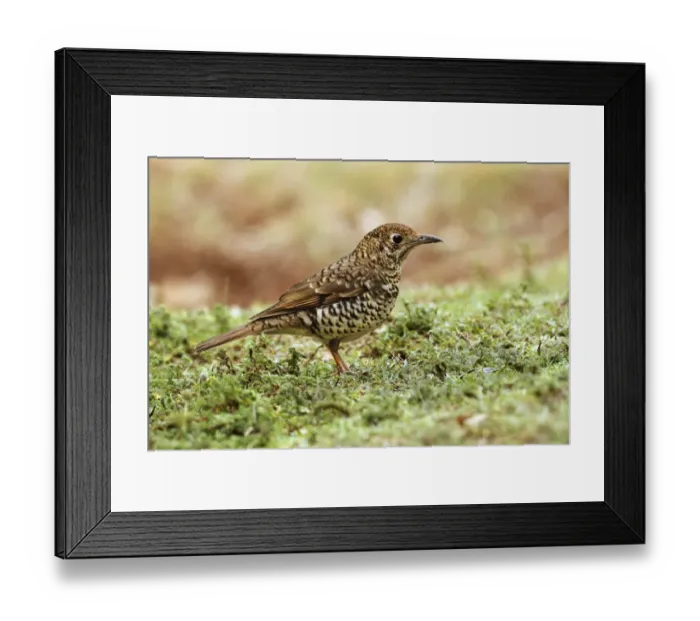 Framed Print : Bassian Thrush (Zoothera lunulata) adult, foraging on rainforest floor, Lamington N. P. Queensland, Australia, October Framed Print : Bassian Thrush (Zoothera lunulata) adult, foraging on rainforest floor, Lamington N. P. Queensland, Australia, October