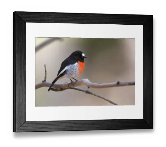 Framed Print : Scarlet Robin (Petroica boodang) adult male, perched on twig, Kangaroo Island, South Australia, Australia, February Framed Print : Scarlet Robin (Petroica boodang) adult male, perched on twig, Kangaroo Island, South Australia, Australia, February