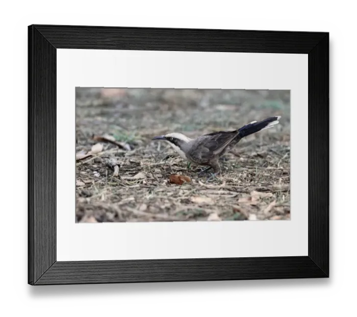 Framed Print : Grey-crowned Babbler (Pomatostomus temporalis) adult, feeding on Green Tree Ants (Oecophylla smaragdina) Framed Print : Grey-crowned Babbler (Pomatostomus temporalis) adult, feeding on Green Tree Ants (Oecophylla smaragdina)