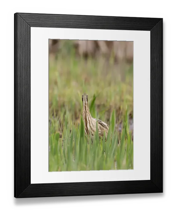 Framed Print : Great Bittern (Botaurus stellaris) adult, standing amongst Yellow Iris (Iris pseudacorus) leaves