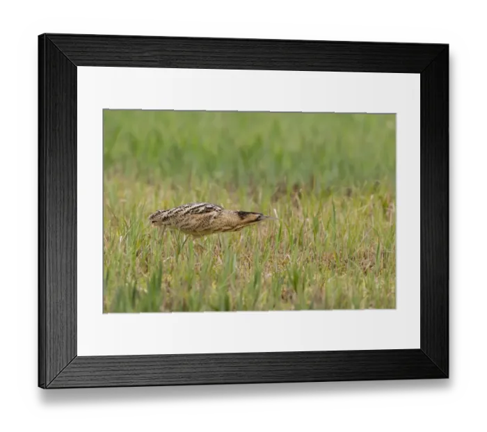 Framed Print : Great Bittern (Botaurus stellaris) adult, walking amongst Yellow Iris (Iris pseudacorus) leaves, Minsmere RSPB Reserve