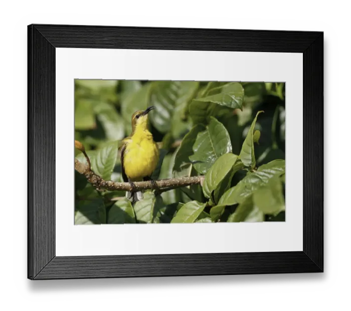 Framed Print : Olive-backed Sunbird (Cinnyris jugularis) adult female, singing, perched on twig in bush, Cairns, Queensland Framed Print : Olive-backed Sunbird (Cinnyris jugularis) adult female, singing, perched on twig in bush, Cairns, Queensland