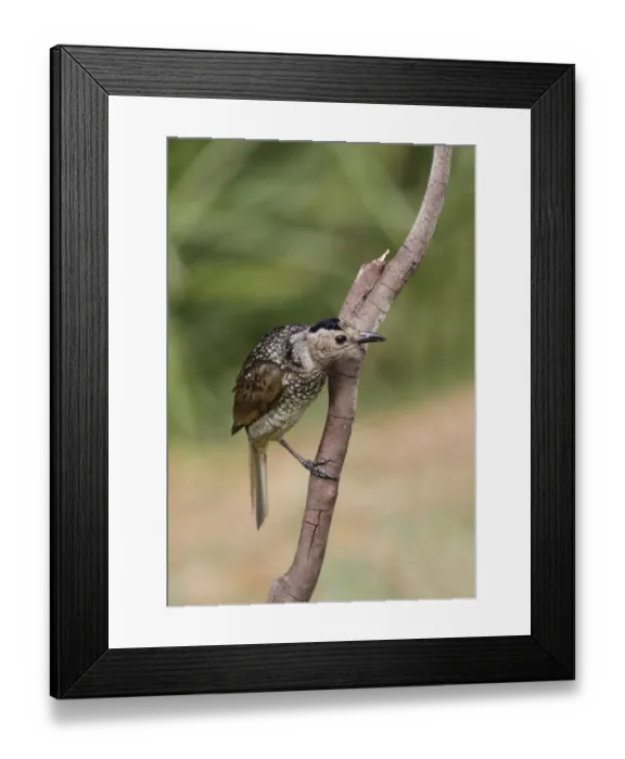 Framed Print : Regent Bowerbird (Sericulus chrysocephalus) adult female, perched on twig, Green Mountain, Lamington N. P