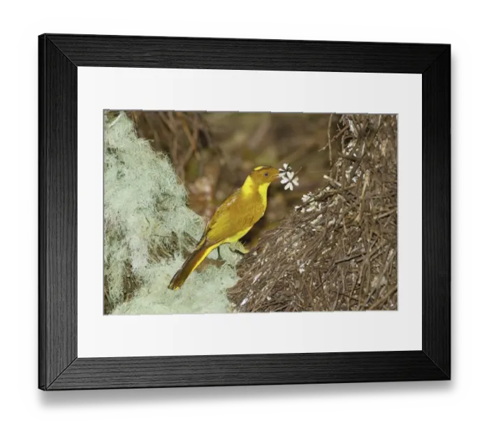 Framed Print : Golden Bowerbird (Prionodura newtoniana) adult male, decorating bower structure with flower for courtship display