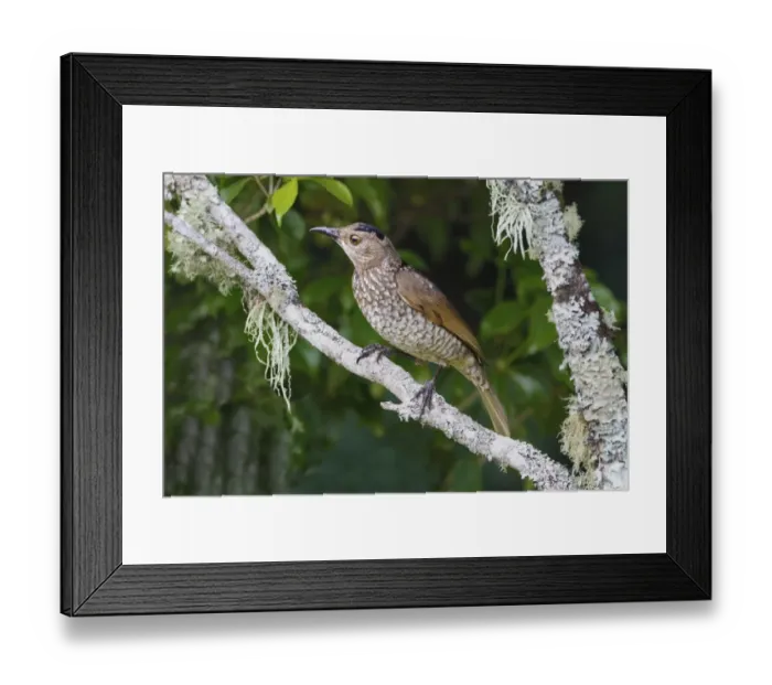 Framed Print : Regent Bowerbird (Sericulus chrysocephalus) adult female, perched on lichen covered twig, Green Mountain Framed Print : Regent Bowerbird (Sericulus chrysocephalus) adult female, perched on lichen covered twig, Green Mountain