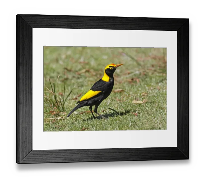 Framed Print : Regent Bowerbird (Sericulus chrysocephalus) adult male, foraging on short grass, Green Mountain, Lamington N. P Framed Print : Regent Bowerbird (Sericulus chrysocephalus) adult male, foraging on short grass, Green Mountain, Lamington N. P