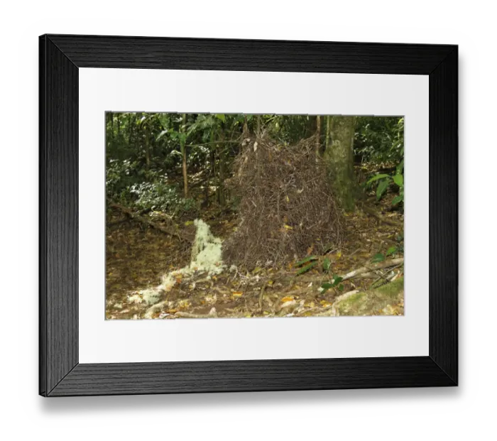 Framed Print : Golden Bowerbird (Prionodura newtoniana) bower structure, Crater Lakes N. P Framed Print : Golden Bowerbird (Prionodura newtoniana) bower structure, Crater Lakes N. P