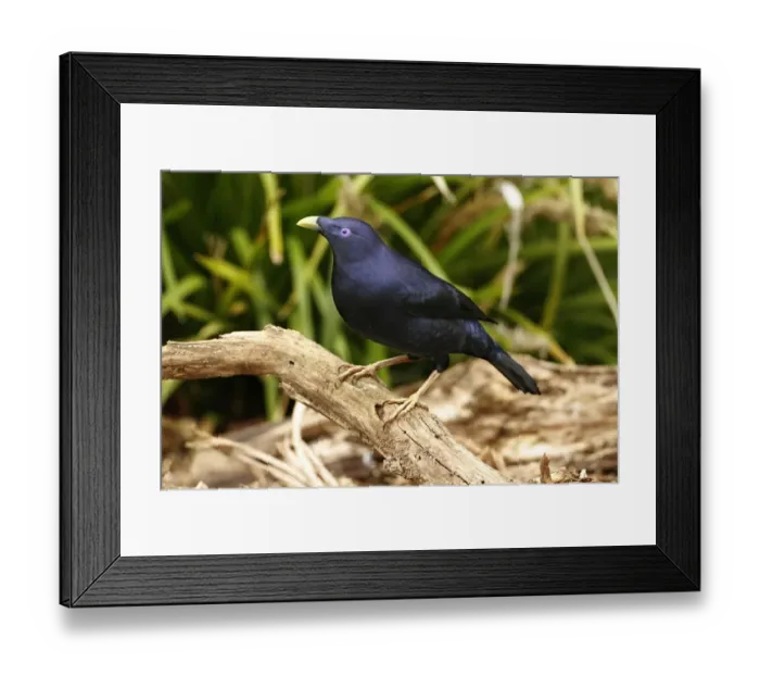 Framed Print : Satin Bowerbird (Ptilonorhynchus violaceus) adult male, perched on log, Green Mountain, Lamington N. P Framed Print : Satin Bowerbird (Ptilonorhynchus violaceus) adult male, perched on log, Green Mountain, Lamington N. P