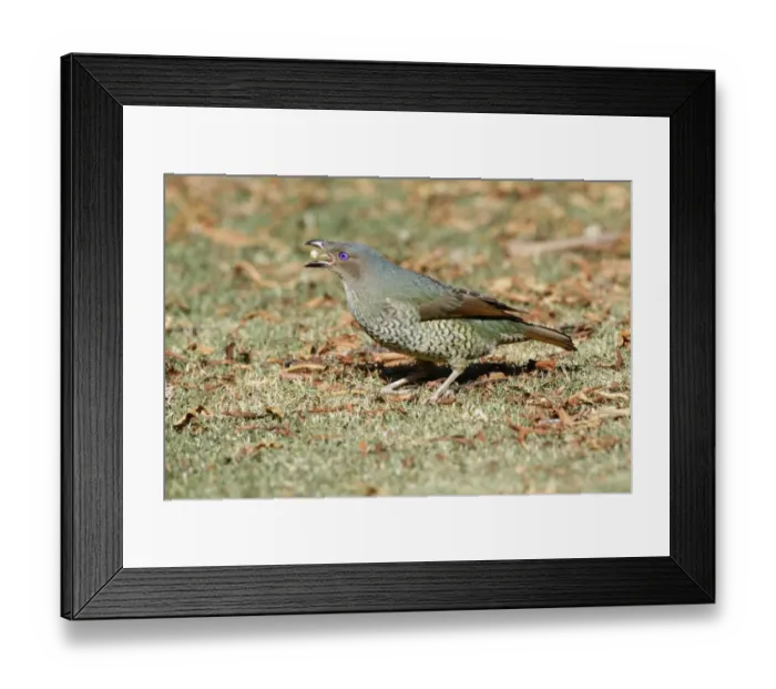 Framed Print : Satin Bowerbird (Ptilonorhynchus violaceus) adult female, feeding on short grass, Green Mountain, Lamington N. P Framed Print : Satin Bowerbird (Ptilonorhynchus violaceus) adult female, feeding on short grass, Green Mountain, Lamington N. P