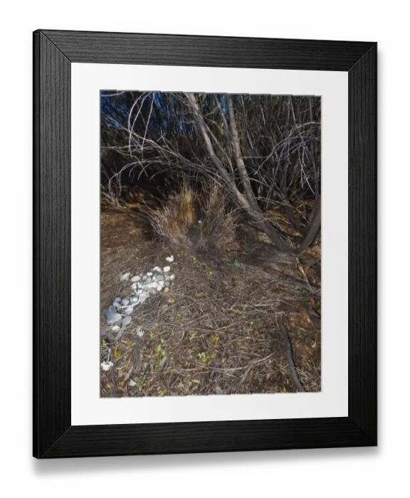 Framed Print : Spotted Bowerbird (Ptilonorhynchus maculatus) bower structure decorated with white shells and plastic, Ormiston Gorge Framed Print : Spotted Bowerbird (Ptilonorhynchus maculatus) bower structure decorated with white shells and plastic, Ormiston Gorge