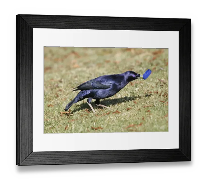 Framed Print : Satin Bowerbird (Ptilonorhynchus violaceus) adult male, collecting blue plastic object to decorate bower Framed Print : Satin Bowerbird (Ptilonorhynchus violaceus) adult male, collecting blue plastic object to decorate bower