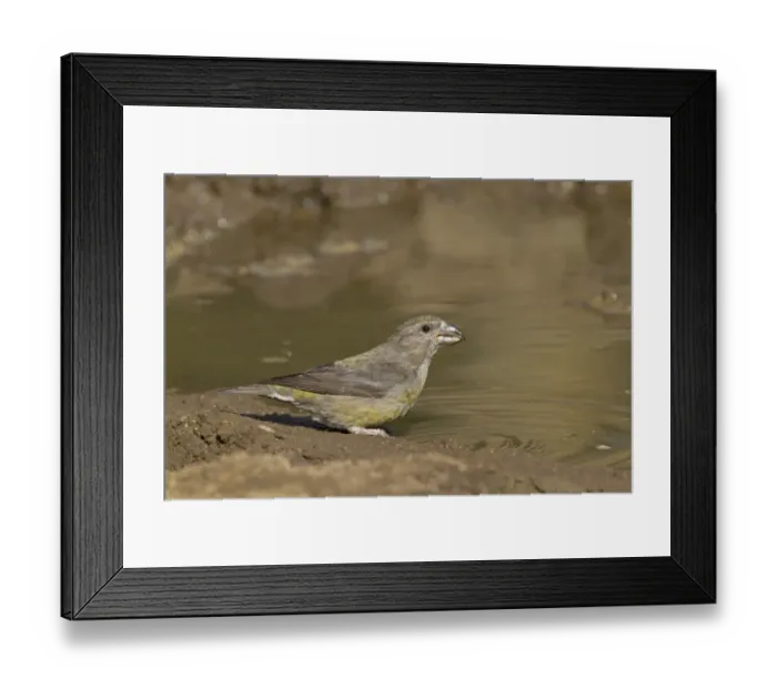 Framed Print : Red Crossbill (Loxia curvirostra) adult female, drinking, Lyndford Arboretum, Norfolk, England, April Framed Print : Red Crossbill (Loxia curvirostra) adult female, drinking, Lyndford Arboretum, Norfolk, England, April