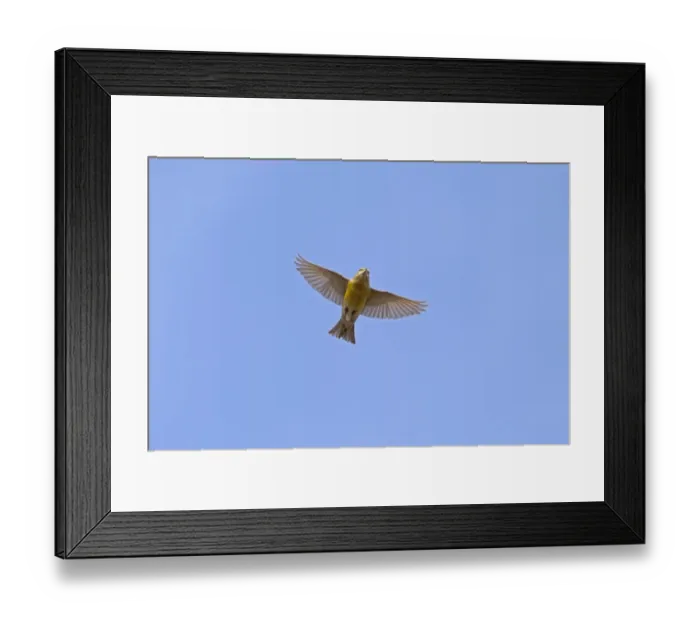 Framed Print : Red Crossbill (Loxia curvirostra) immature male, in flight, part of large winter flock following autumn irruption Framed Print : Red Crossbill (Loxia curvirostra) immature male, in flight, part of large winter flock following autumn irruption