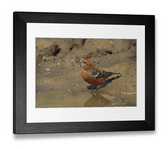 Framed Print : Two-barred Crossbill (Loxia leucoptera) adult male, vagrant drinking, Lyndford Arboretum, Norfolk, England, April