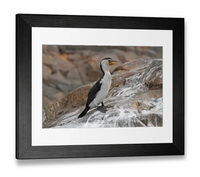 Framed Print : Little Pied Cormorant (Phalacrocorax melanoleucos) adult, panting, standing on rock, Ormiston Gorge Framed Print : Little Pied Cormorant (Phalacrocorax melanoleucos) adult, panting, standing on rock, Ormiston Gorge