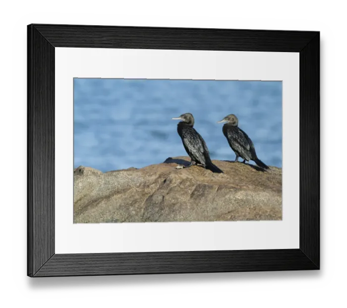 Framed Print : Little Black Cormorant (Phalacrocorax sulcirostris) adult pair, standing on rock, Horseshoe Bay, Magnetic Island Framed Print : Little Black Cormorant (Phalacrocorax sulcirostris) adult pair, standing on rock, Horseshoe Bay, Magnetic Island