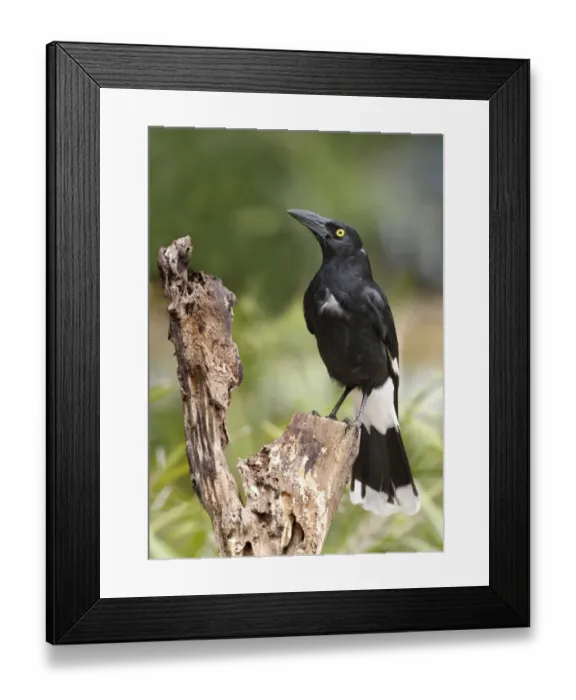 Framed Print : Pied Currawong (Strepera graculina) adult, perched on log, Lamington N. P. Queensland, Australia, October Framed Print : Pied Currawong (Strepera graculina) adult, perched on log, Lamington N. P. Queensland, Australia, October