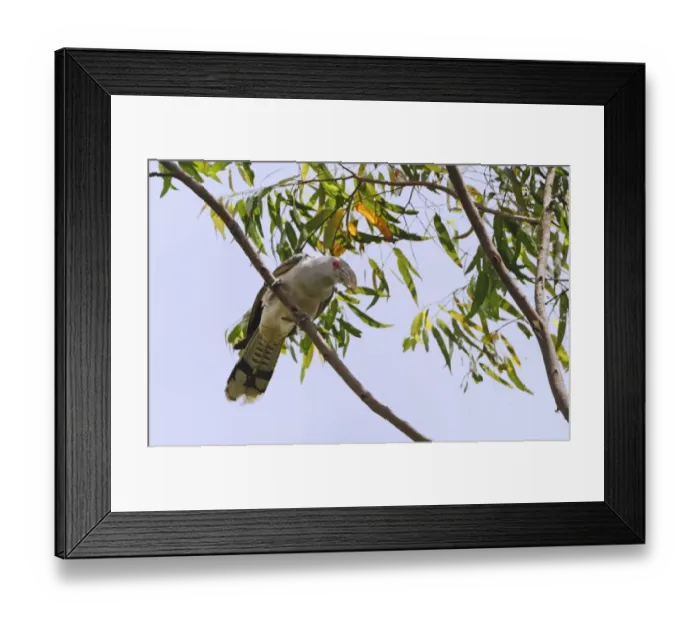Framed Print : Channel-billed Cuckoo (Scythrops novaehollandiae) adult, perched on branch, Atherton Tableland, Great Dividing Range Framed Print : Channel-billed Cuckoo (Scythrops novaehollandiae) adult, perched on branch, Atherton Tableland, Great Dividing Range