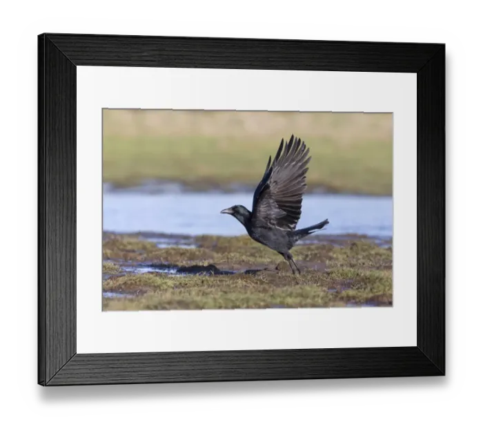 Framed Print : Carrion Crow (Corvus corone) adult, in flight, taking off from marsh, Suffolk, England, February Framed Print : Carrion Crow (Corvus corone) adult, in flight, taking off from marsh, Suffolk, England, February