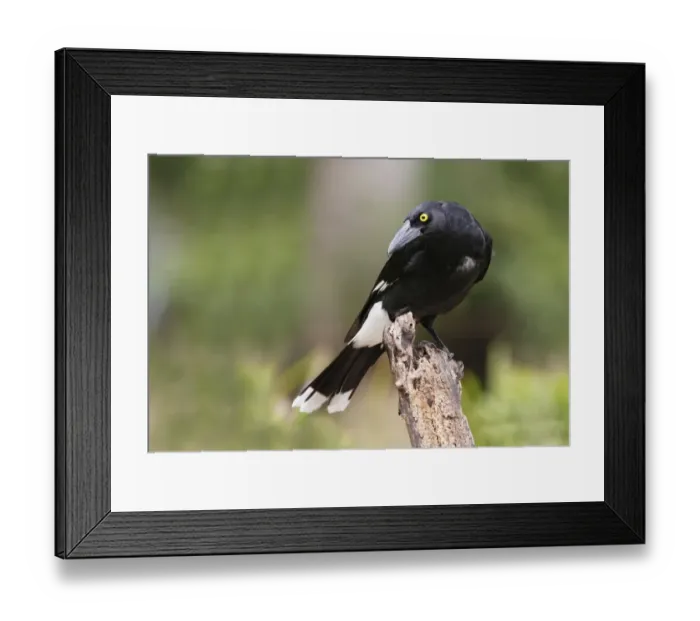 Framed Print : Pied Currawong (Strepera graculina) adult, perched on log, Lamington N. P. Queensland, Australia, October