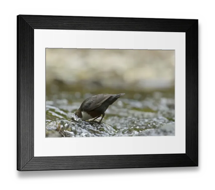 Framed Print : White-throated Dipper (Cinclus cinclus gularis) adult, foraging with head submerged in stream, Wales, May Framed Print : White-throated Dipper (Cinclus cinclus gularis) adult, foraging with head submerged in stream, Wales, May