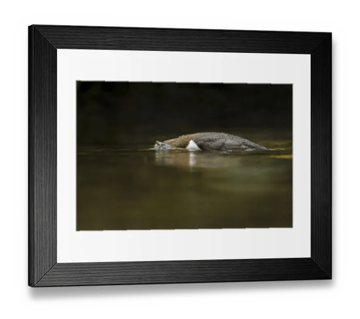 Framed Print : White-throated Dipper (Cinclus cinclus gularis) adult, foraging with head submerged in stream, Wales, May
