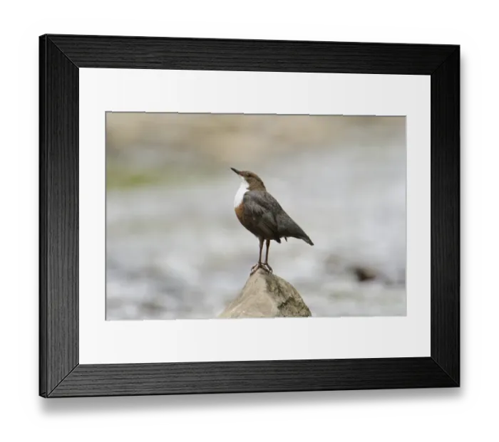 Framed Print : White-throated Dipper (Cinclus cinclus gularis) adult male, displaying on rock in stream, Wales, May Framed Print : White-throated Dipper (Cinclus cinclus gularis) adult male, displaying on rock in stream, Wales, May