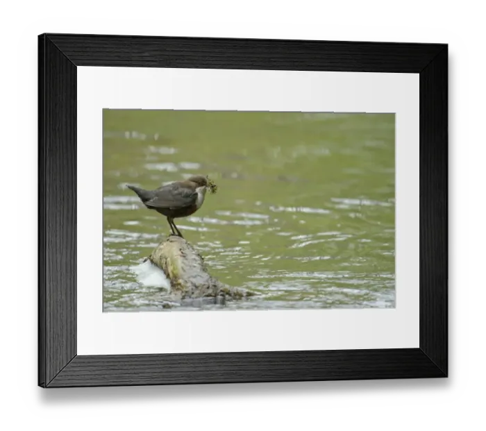 Framed Print : White-throated Dipper (Cinclus cinclus gularis) adult, with nesting material in beak, standing on branch in stream Framed Print : White-throated Dipper (Cinclus cinclus gularis) adult, with nesting material in beak, standing on branch in stream