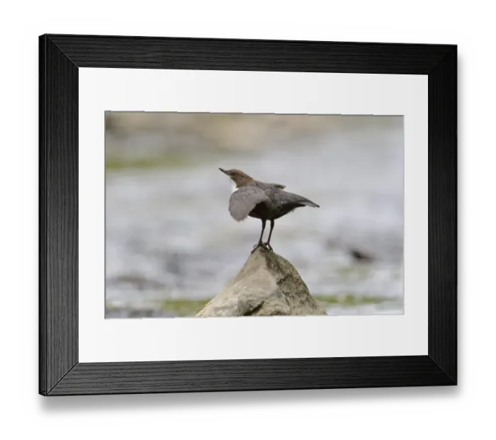 Framed Print : White-throated Dipper (Cinclus cinclus gularis) adult male, displaying on rock in stream, Wales, May Framed Print : White-throated Dipper (Cinclus cinclus gularis) adult male, displaying on rock in stream, Wales, May