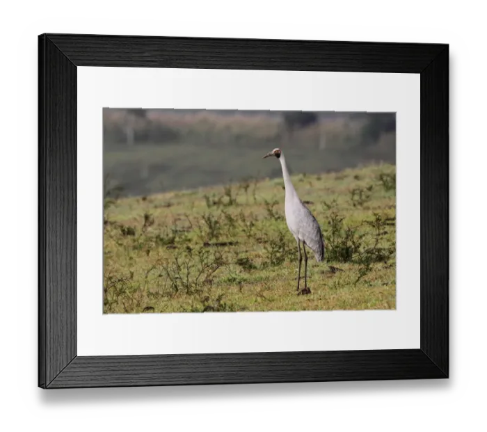 Framed Print : Brolga (Grus rubicunda) adult, warming up in early morning sunshine, standing in extinct volcanic crater