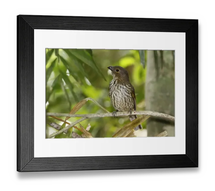 Framed Print : Tooth-billed Bowerbird (Scenopoeetes dentirostris) adult male, perched on twig, Lake Barrine Rainforest