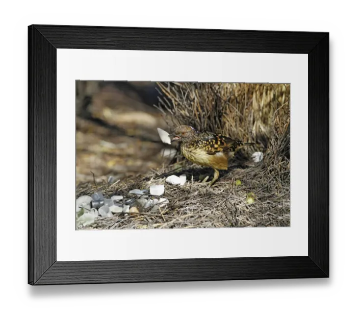 Framed Print : Spotted Bowerbird (Ptilonorhynchus maculatus) adult male, rearranging white shells at bower structure, Ormiston Gorge Framed Print : Spotted Bowerbird (Ptilonorhynchus maculatus) adult male, rearranging white shells at bower structure, Ormiston Gorge