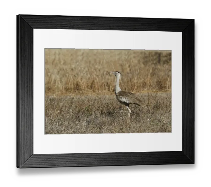 Framed Print : Australian Bustard (Ardeotis australis) adult female, walking in open fields, Bustard Downs, Atherton Tableland