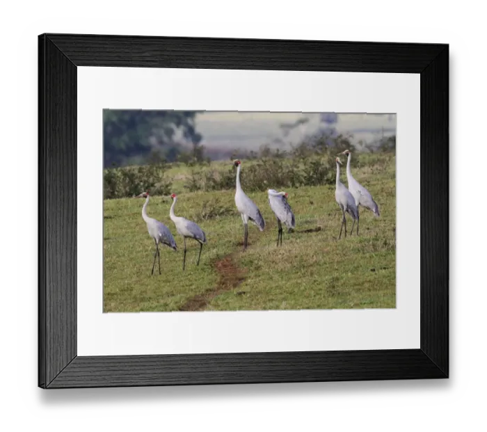 Framed Print : Brolga (Grus rubicunda) six adults, warming up in early morning sunshine, standing in extinct volcanic crater Framed Print : Brolga (Grus rubicunda) six adults, warming up in early morning sunshine, standing in extinct volcanic crater