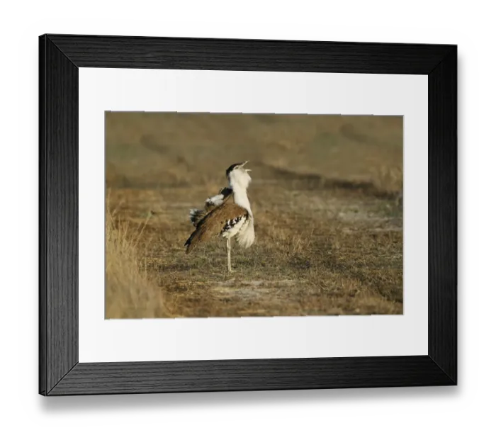 Framed Print : Australian Bustard (Ardeotis australis) adult male, calling during courtship display in early morning Framed Print : Australian Bustard (Ardeotis australis) adult male, calling during courtship display in early morning