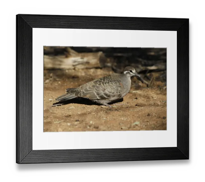 Framed Print : Common Bronzewing (Phaps chalcoptera) juvenile, standing on ground, Brisbane, Queensland, Australia, September Framed Print : Common Bronzewing (Phaps chalcoptera) juvenile, standing on ground, Brisbane, Queensland, Australia, September