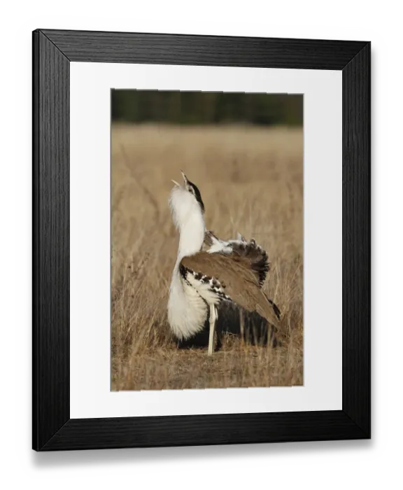 Framed Print : Australian Bustard (Ardeotis australis) adult male, calling during courtship display in early morning Framed Print : Australian Bustard (Ardeotis australis) adult male, calling during courtship display in early morning