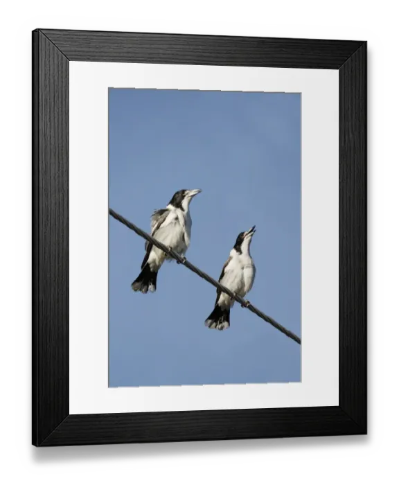 Framed Print : Grey Butcherbird (Cracticus torquatus) two adult males, singing, perched on powerline, Hervey Bay, Queensland Framed Print : Grey Butcherbird (Cracticus torquatus) two adult males, singing, perched on powerline, Hervey Bay, Queensland