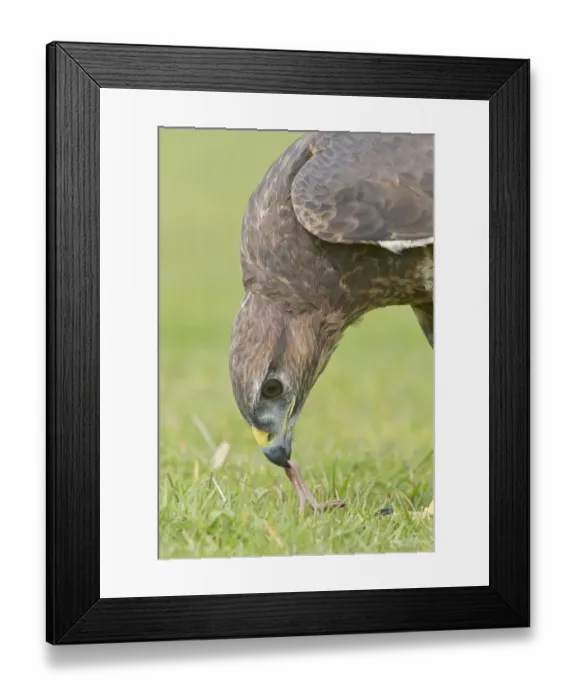 Framed Print : Common Buzzard (Buteo buteo) adult, close-up of head, feeding on earthworm, Suffolk, England, March (captive) Framed Print : Common Buzzard (Buteo buteo) adult, close-up of head, feeding on earthworm, Suffolk, England, March (captive)