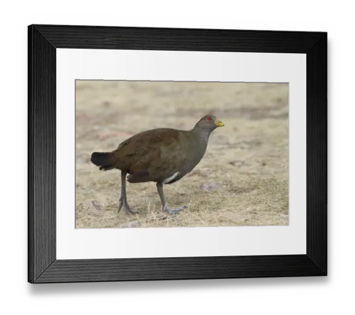Framed Print : Tasmanian Nativehen (Tribonyx mortierii) adult, walking, Maria Island N. P. Tasmania, Australia, February