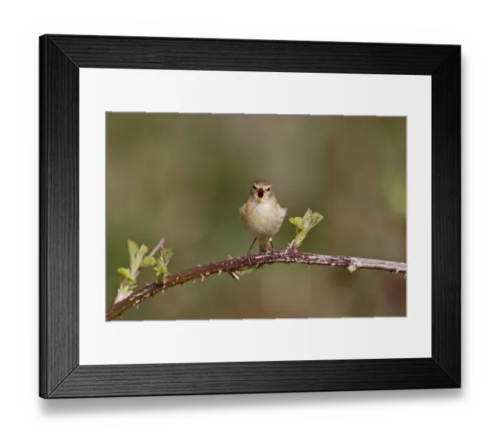 Framed Print : Eurasian Chiffchaff (Phylloscopus collybita) adult, singing, perched on bramble stem, Warwickshire, England, April Framed Print : Eurasian Chiffchaff (Phylloscopus collybita) adult, singing, perched on bramble stem, Warwickshire, England, April