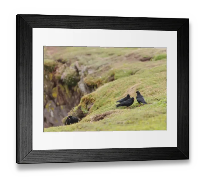 Framed Print : Red-billed Chough (Pyrrhocorax pyrrhocorax) four adults, feeding on clifftop, Skokholm Island, Pembrokeshire, Wales