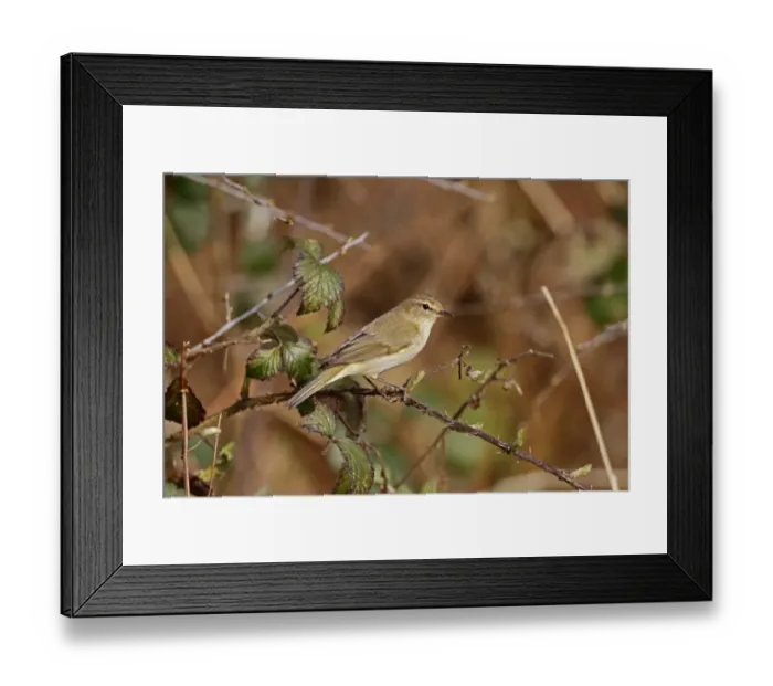 Framed Print : Eurasian Chiffchaff (Phylloscopus collybita) adult, perched on bramble stem, Warwickshire, England, April