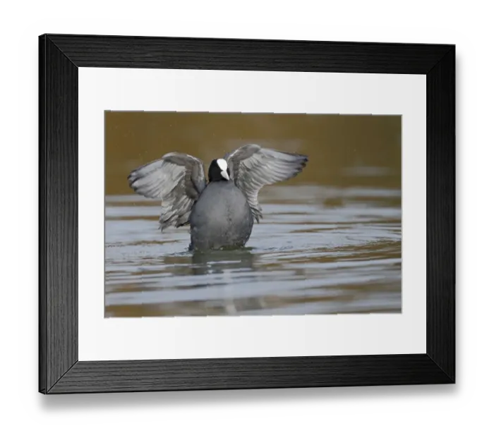 Framed Print : Common Coot (Fulica atra) adult, bathing, Warwickshire, England, March Framed Print : Common Coot (Fulica atra) adult, bathing, Warwickshire, England, March