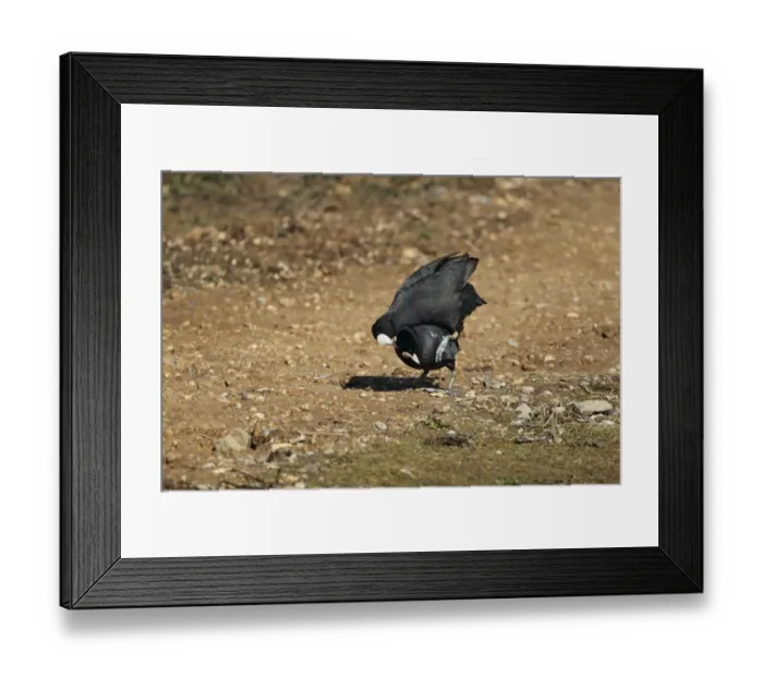 Framed Print : Common Coot (Fulica atra) adult pair, mating on spit in flooded former gravel pit, Rye Meads RSPB Reserve, Hoddesdon Framed Print : Common Coot (Fulica atra) adult pair, mating on spit in flooded former gravel pit, Rye Meads RSPB Reserve, Hoddesdon