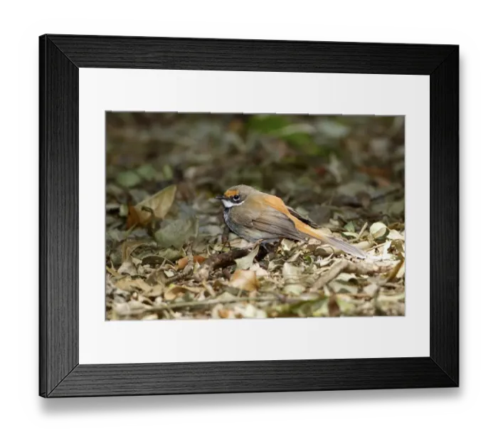 Framed Print : Rufous Fantail (Rhipidura rufifrons) adult, foraging amongst leaf litter on rainforest floor, Green Mountain Framed Print : Rufous Fantail (Rhipidura rufifrons) adult, foraging amongst leaf litter on rainforest floor, Green Mountain